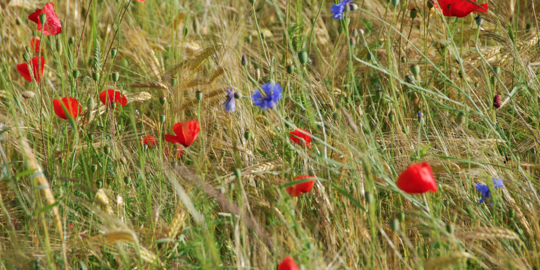 Bildschirmfoto 2021-09-30 um 14.28.16