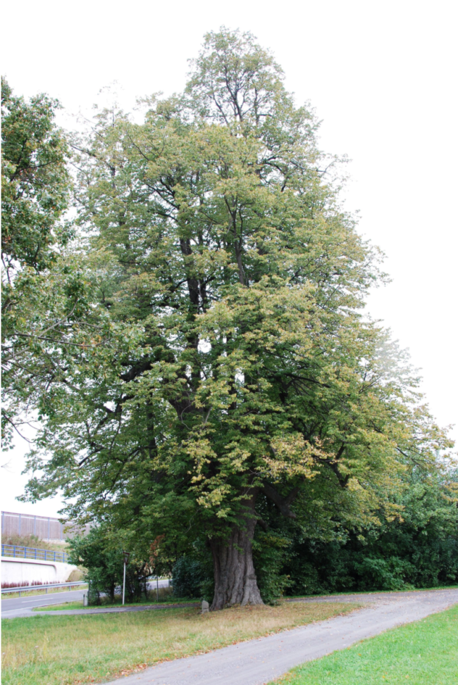 Bildschirmfoto 2021-09-30 um 15.06.15