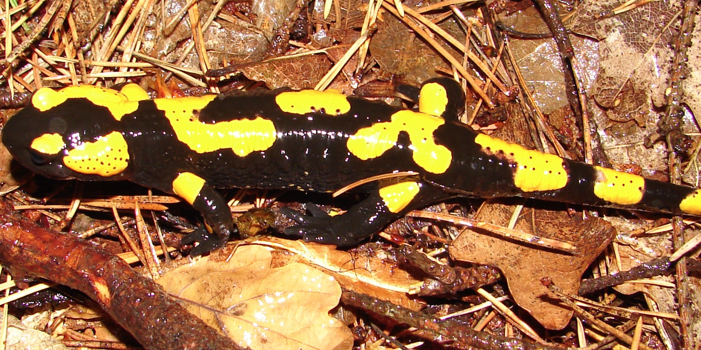 Bildschirmfoto 2021-09-30 um 15.30.42