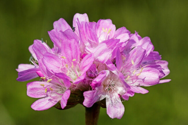 Blüten der Sand-Grasnelke