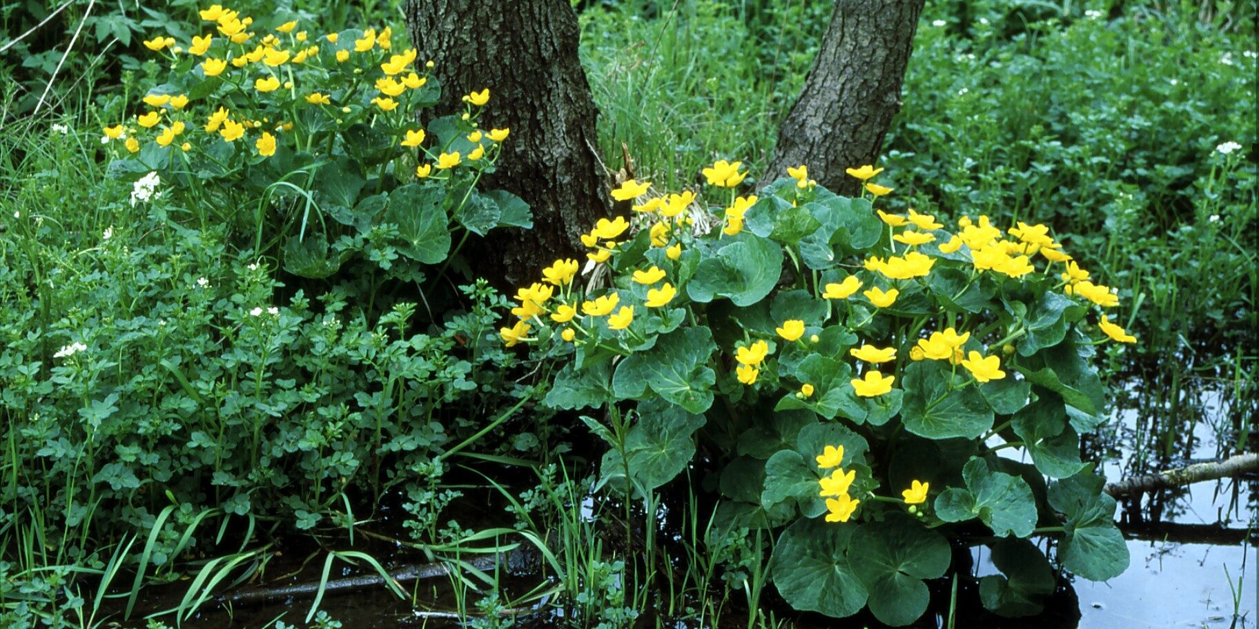 11. Sauerbachtal-Sumpfdotterblume