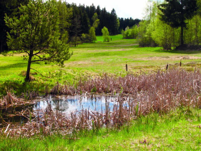 Kainzbachtal Tümpel Anfang Mai 5