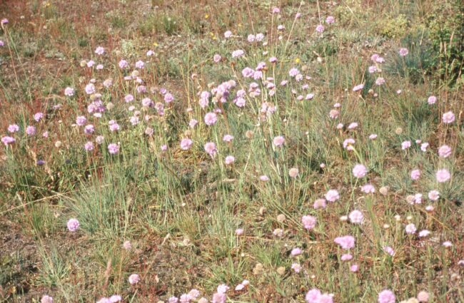 2004-06.(3).Armeria maritima