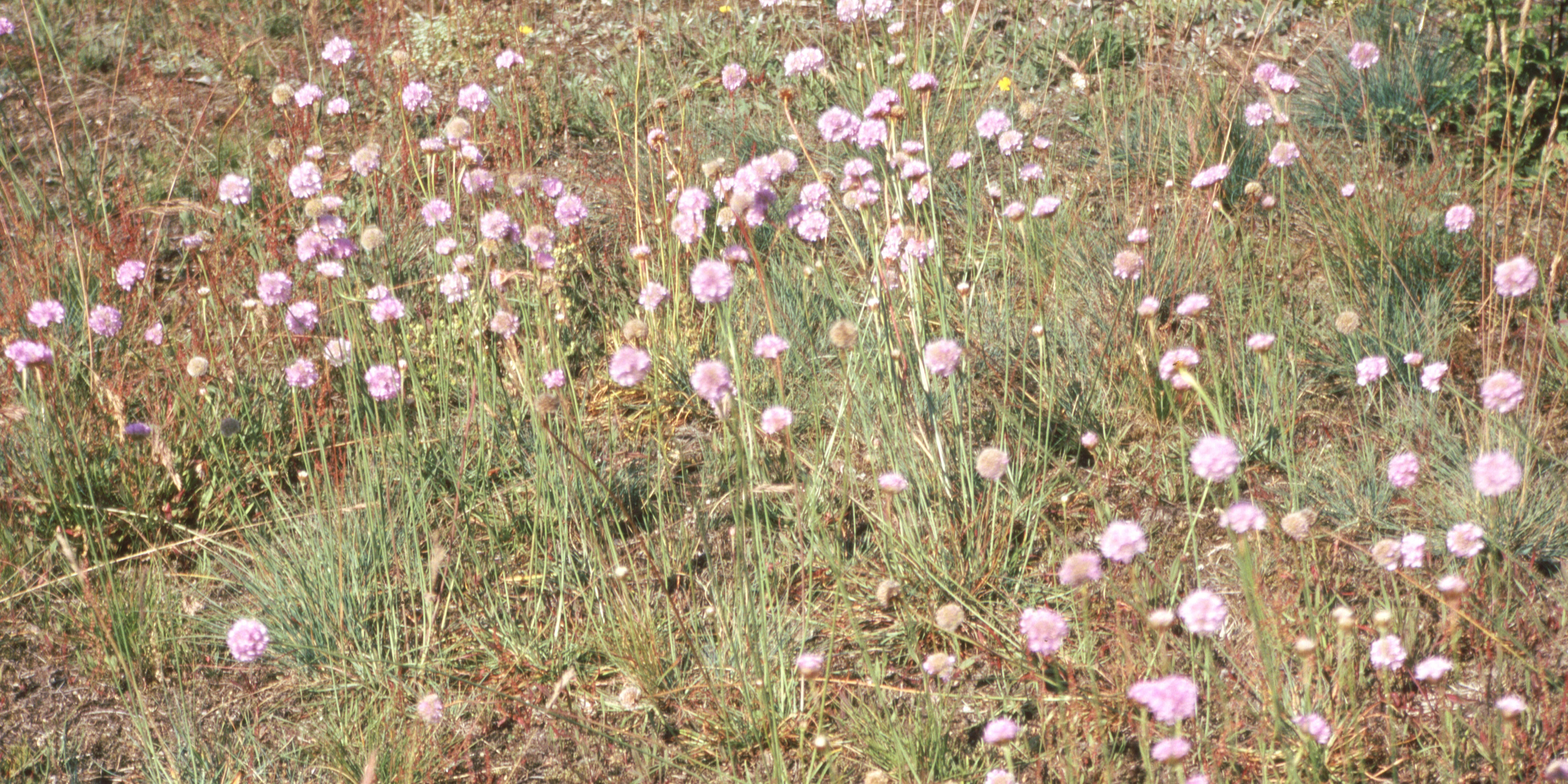 2004-06.(3).Armeria maritima