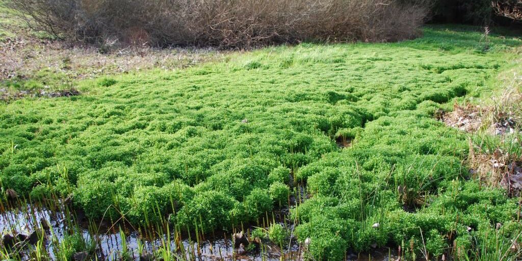 2008-04-23_Bild020_Quellbereich-im-Fruehjahr