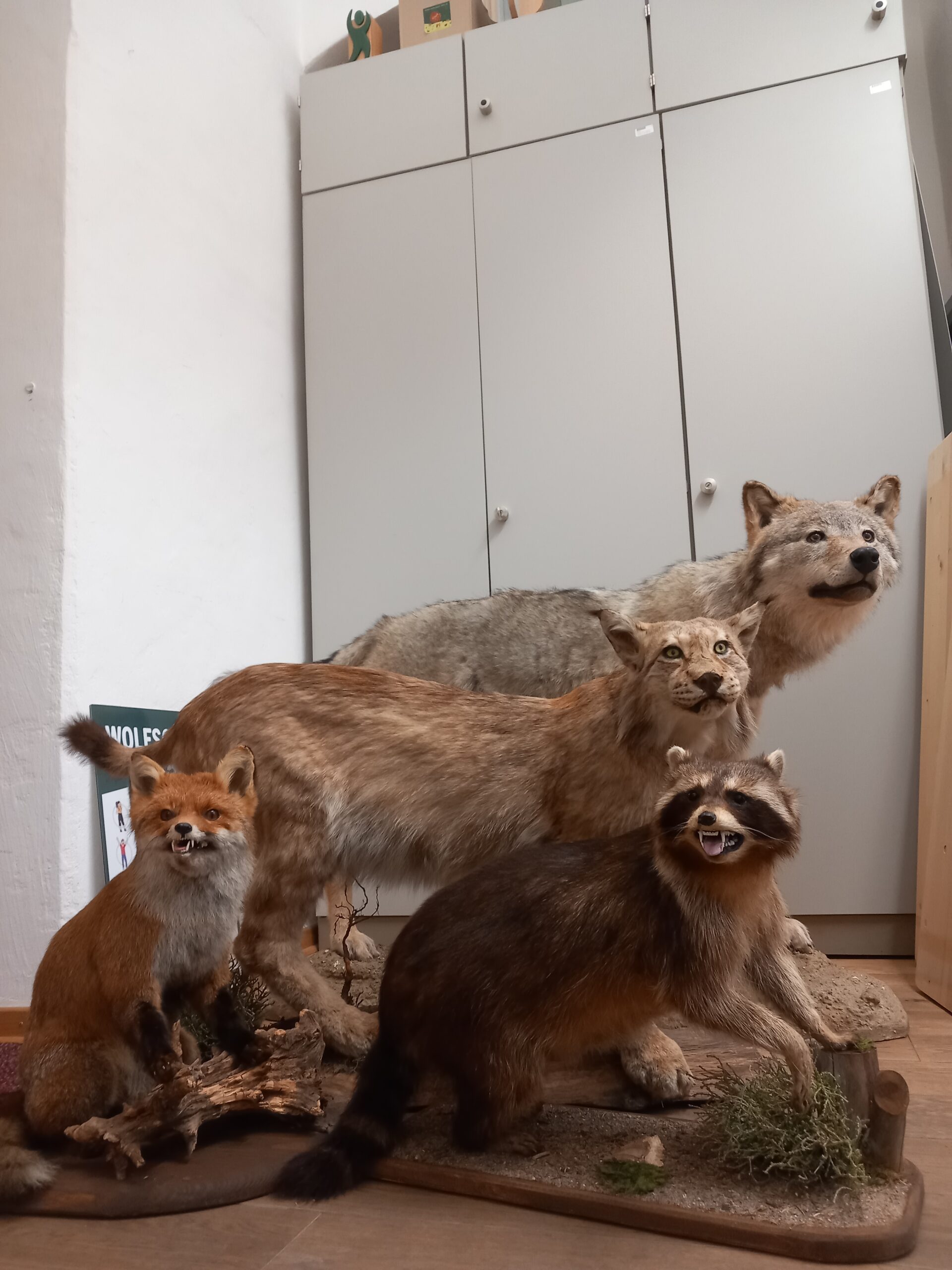 Unsere Wölfin hat Verstärkung bekommen! Naturpark NOW