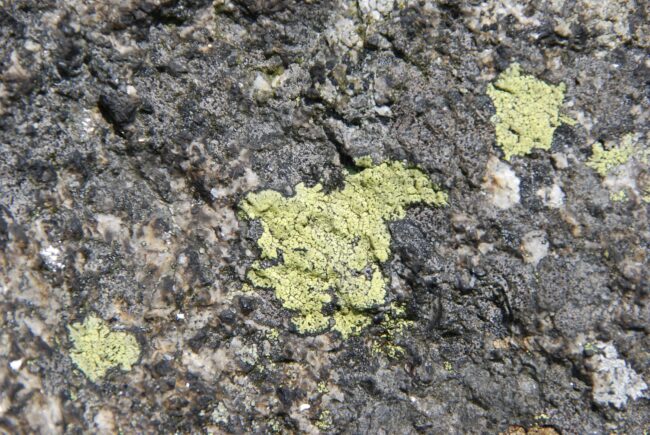 Flechten Felsfreistellung