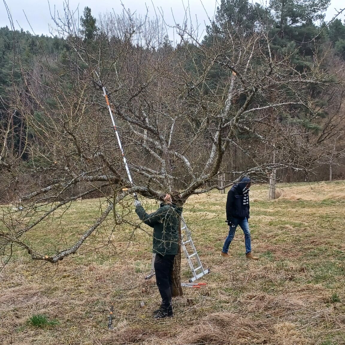 Obstbaumschnitt Kohlberg, Demonstation Hochastsäge
