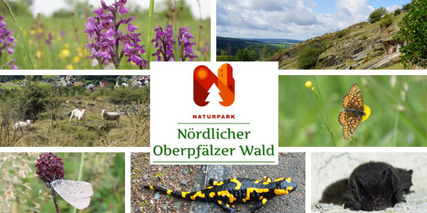 NP-NOW-betterplace_collage_2025