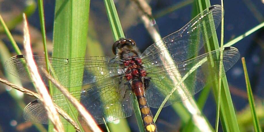 Abb19-Seite-5-Moosjungfer