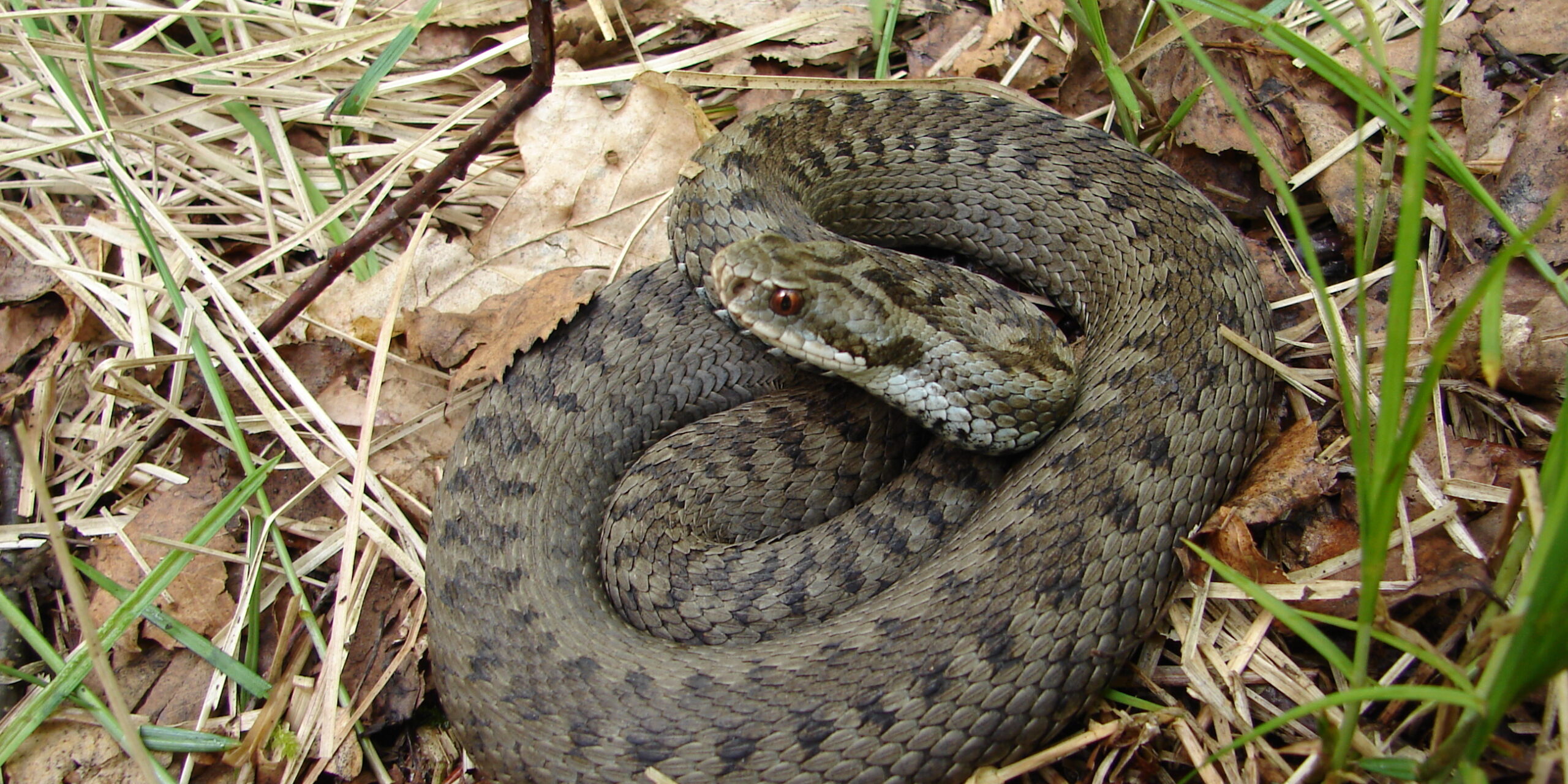 Abb3-Seite-1-Kreuzotter-Weibchen