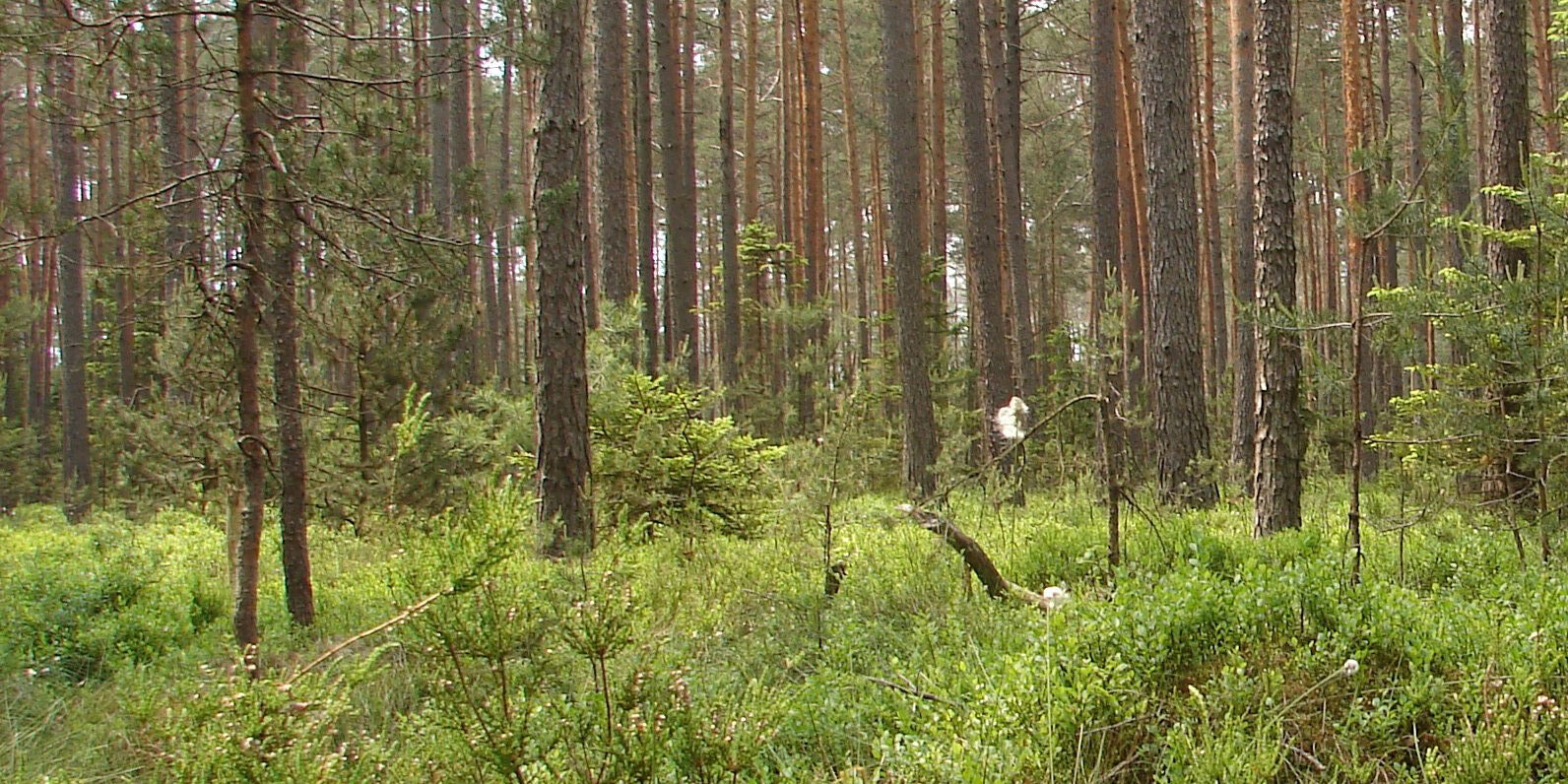 Abb9-Seite-3-Kiefernwald