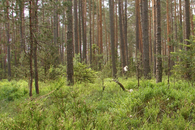 Abb9-Seite-3-Kiefernwald