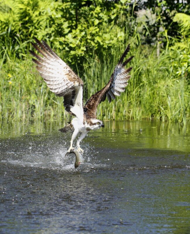 Osprey Pandion haliaetus catching fish in Kangasala in Finland.