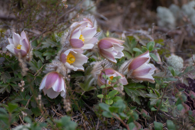 Close-up on a blossoms of (Pulsatilla vernalis). Wood Anemone in spring.